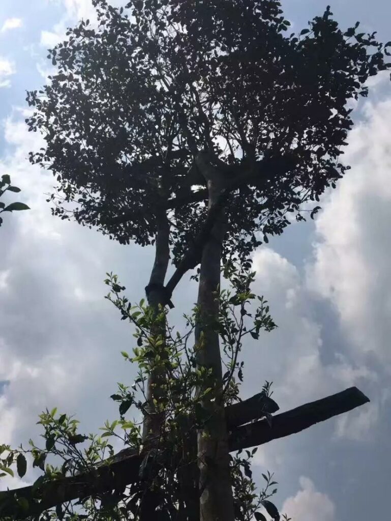 박하당 고수 차나무