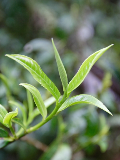 찻잎 (tea leaves)